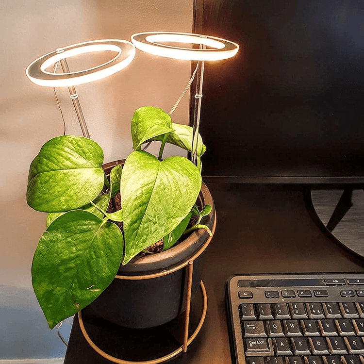 LED Ring Grow Light for Indoor Plants | Angel Glow Ring Light for Indoor Plants | 3-Head LED Plant Grow Lights