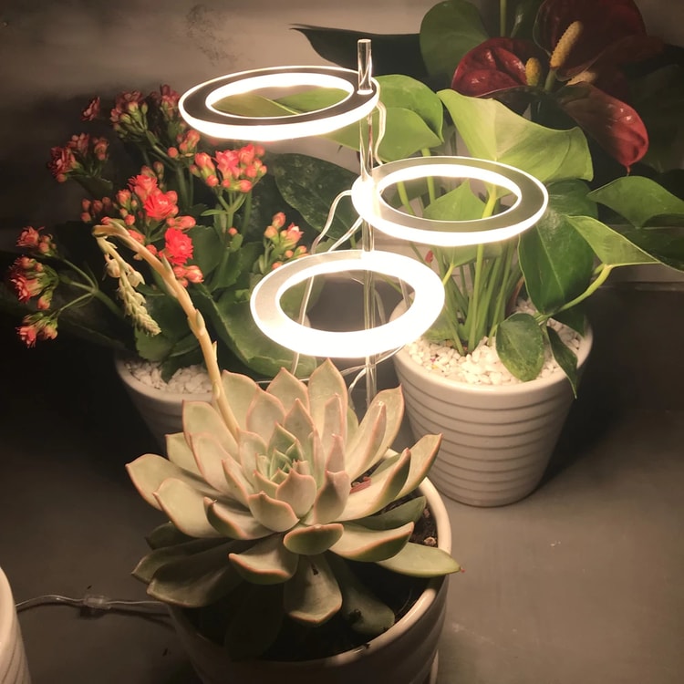 LED Ring Grow Light for Indoor Plants | Angel Glow Ring Light for Indoor Plants | 3-Head LED Plant Grow Lights